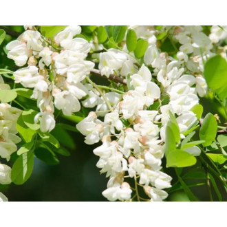 Robinia acacia honey 900g