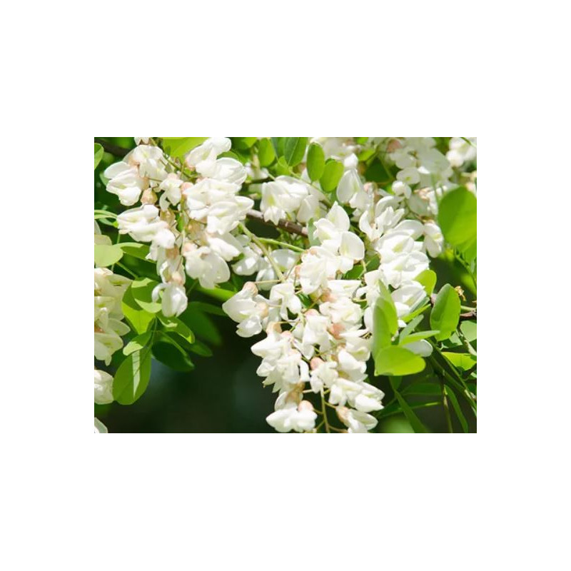 Robinia acacia honey 900g