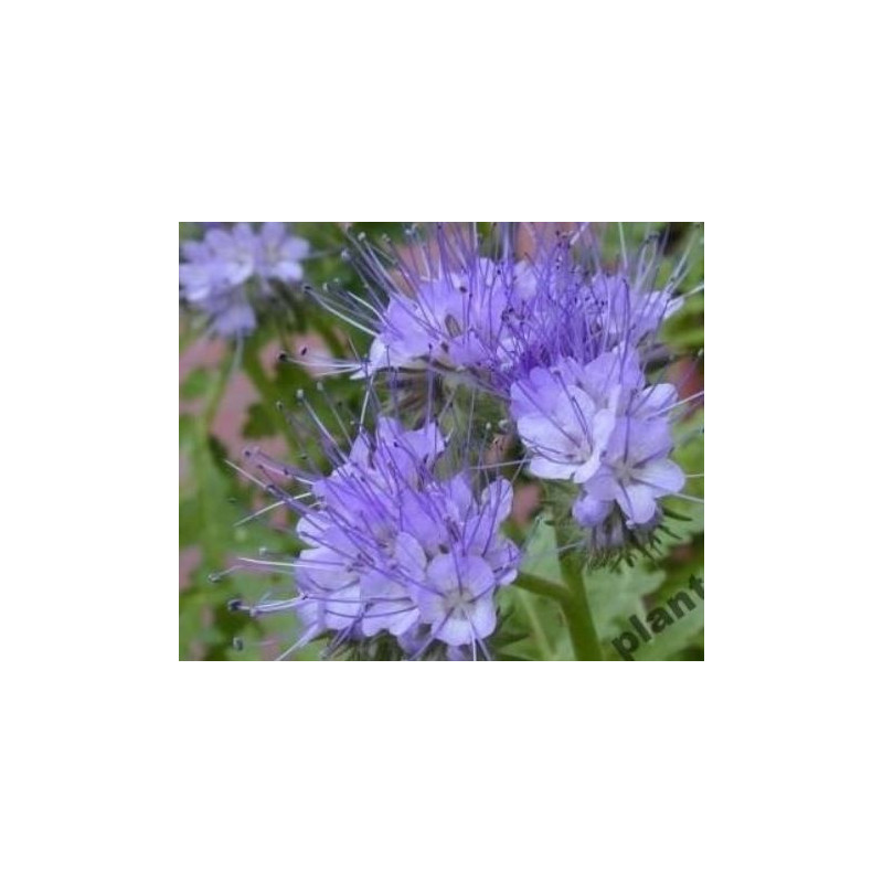 Phazelienhonig(Bienenfreund) 900g Phazelienhonig(Bienenfreund) 900g