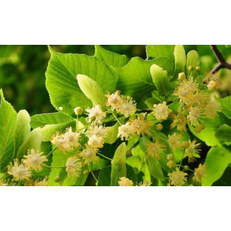 Lime honey 900g | Dutkowiak