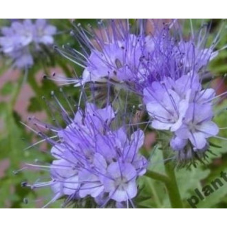 Phazelienhonig(Bienenfreund) 900g