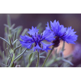 Lime and cornflower honey 900g | Dutkowiak Lime and cornflower honey 900g | Dutkowiak